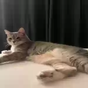 lost male cat banjo