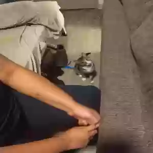 lost female cat luna baby