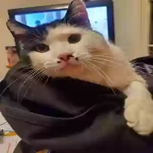 lost male cat tux