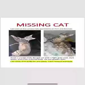 lost male cat asad