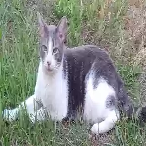 lost male cat zeus