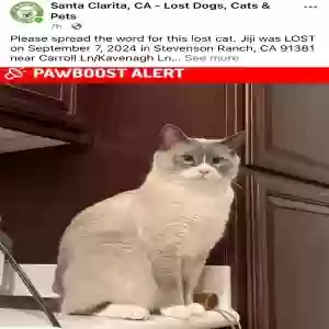 lost male cat jiji