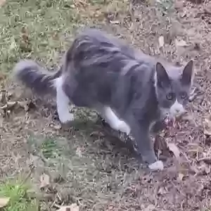 lost female cat kiwi