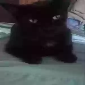 lost female cat precious