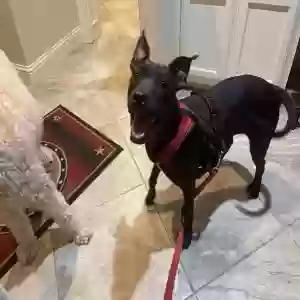 found female dog found pet