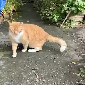 lost male cat tink