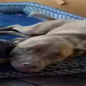 lost female dog harley
