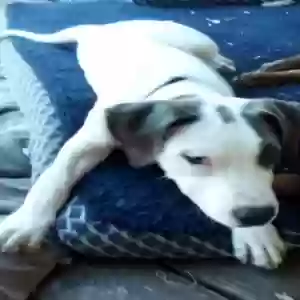 lost male dog titus