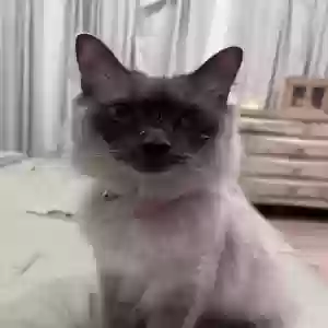 lost female cat stormi