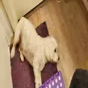 lost male dog mr. vanilla