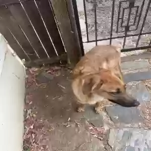 found female dog unknown