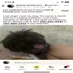 lost male dog garth