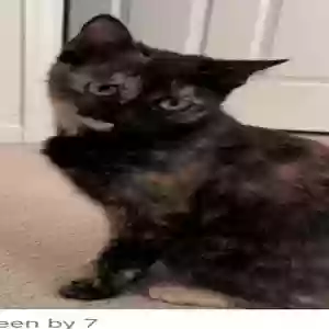 lost female cat mia