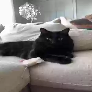 lost male cat tex