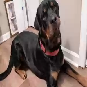 lost male dog jumanji (aka juju)