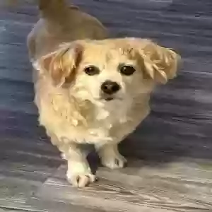 lost female dog sam