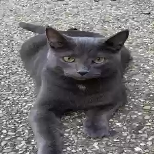 lost male cat remy