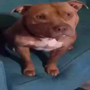 lost male dog unknown