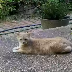 lost male cat bo