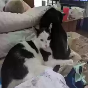 lost male cat lil' bit