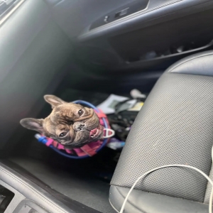 lost female dog harley