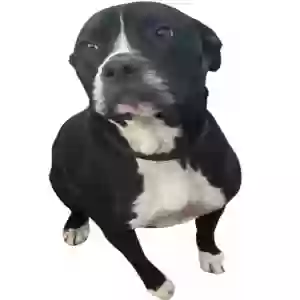 lost male dog rufus