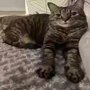 lost female cat luna