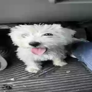 lost female dog unknown