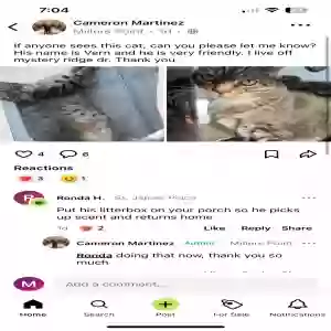 lost male cat vern
