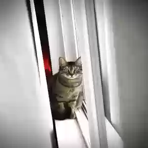 lost female cat mable