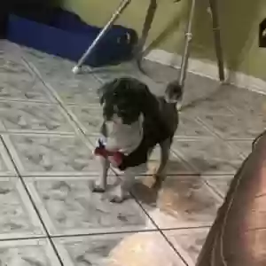 lost male dog nano