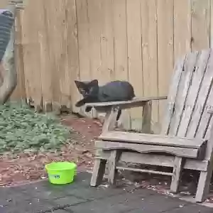 lost male cat olive (ollie)