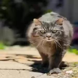 lost male cat caleb