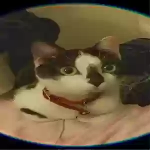 lost female cat chunky/brookie