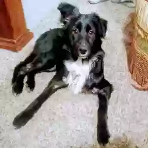 lost male dog six