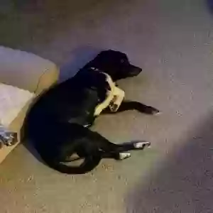 lost female dog maisie
