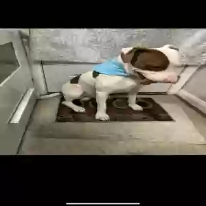 lost male dog unknown