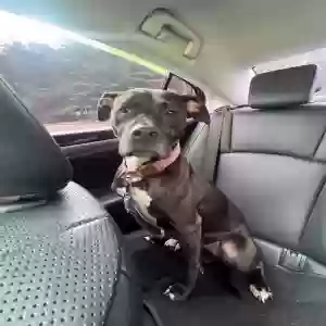 lost female dog roxy