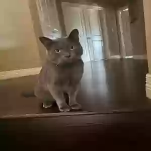 lost male cat chia