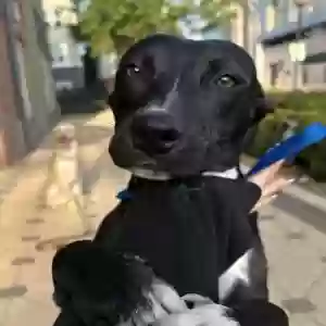 found female dog unknown