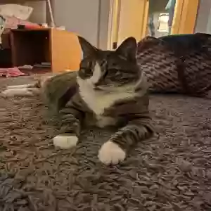 lost female cat stella