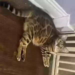 lost male cat chulito aka gordito