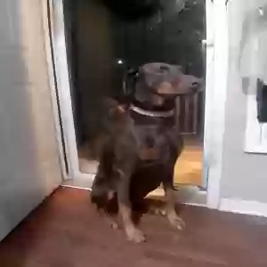 lost female dog ladybug