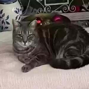 lost female cat sasha