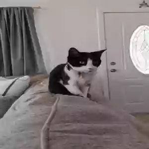 lost male cat goofy