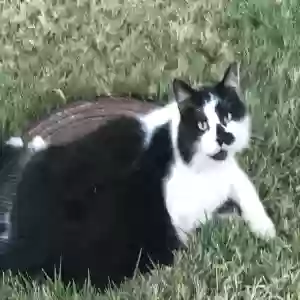 lost male cat angelo