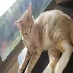 lost male cat calcetín