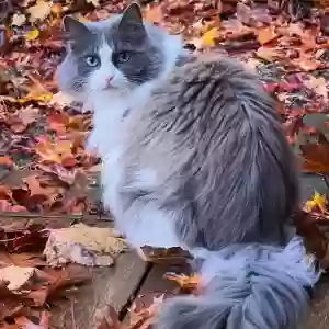lost female cat gypsy