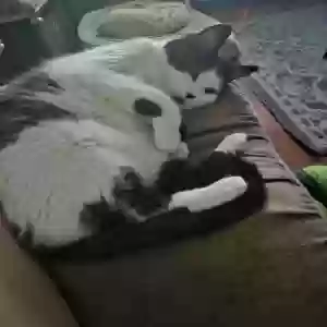 lost female cat alice