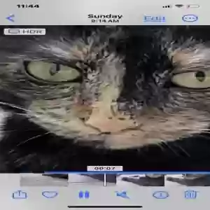 lost female cat gizmo